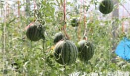 凉山吃瓜爆料视频播放大全,热门播放全集一览