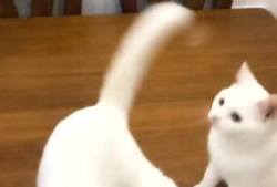 猫咪视频网站,揭秘猫咪视频网站的魅力世界